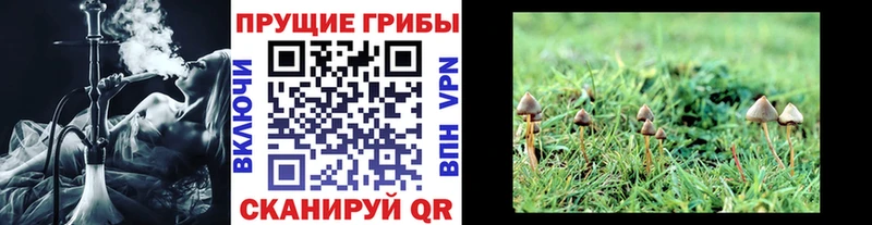 Галлюциногенные грибы Psilocybine cubensis  цена   Волхов 